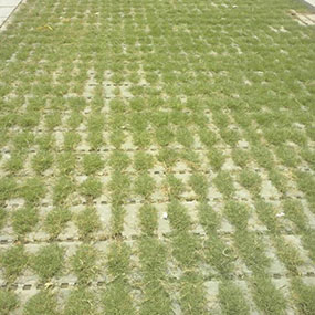 Grass Pavers